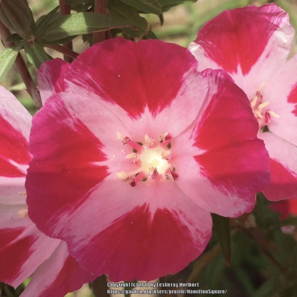 Photo of Godetia (Clarkia amoena) uploaded by HamiltonSquare