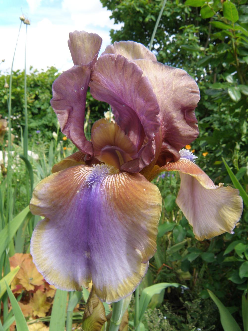 Photo of Tall Bearded Iris (Iris 'Burnt Toffee') uploaded by IrisLilli