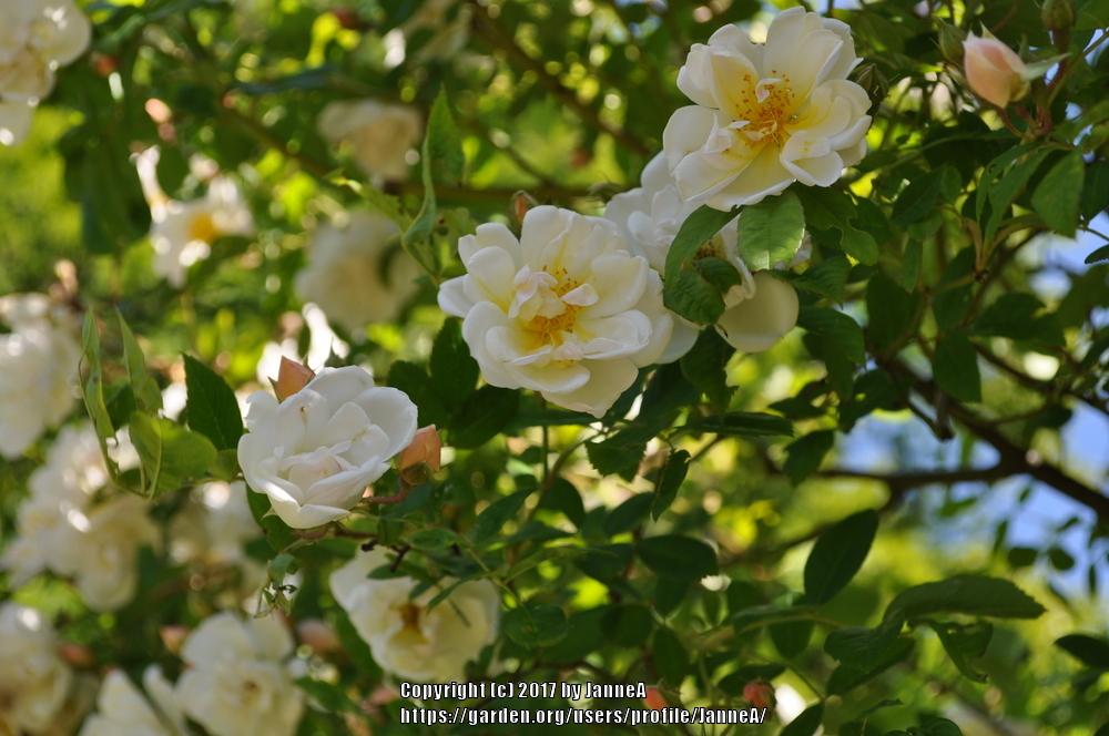 Photo of Rose (Rosa 'Lykkefund') uploaded by JanneA