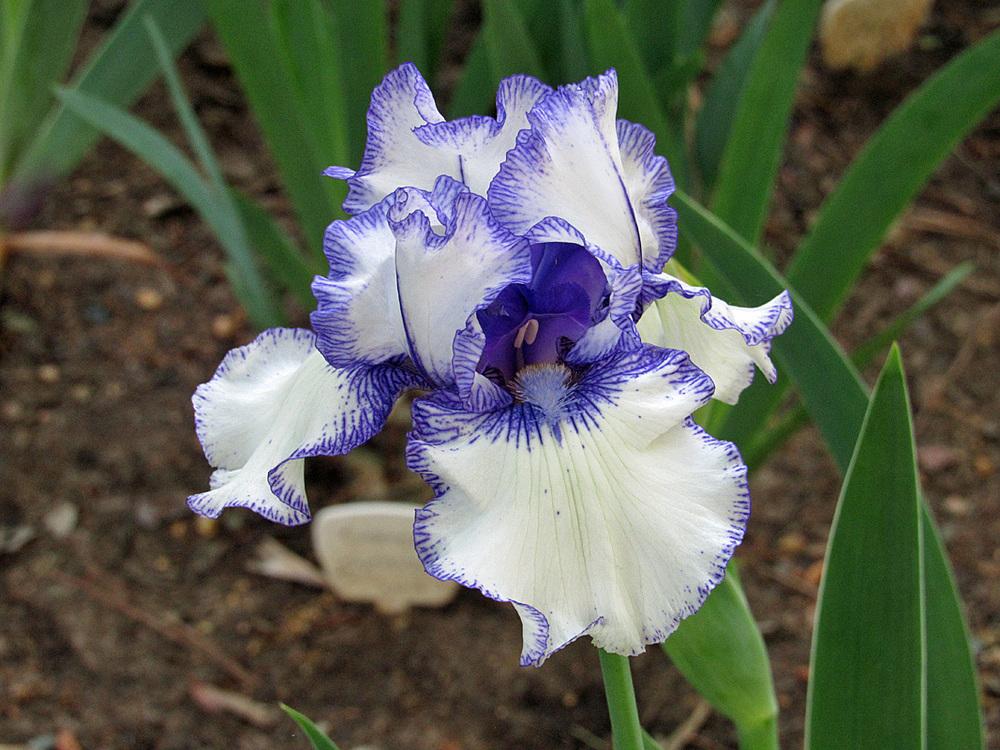 Photo of Border Bearded Iris (Iris 'Orinoco Flow') uploaded by Lestv