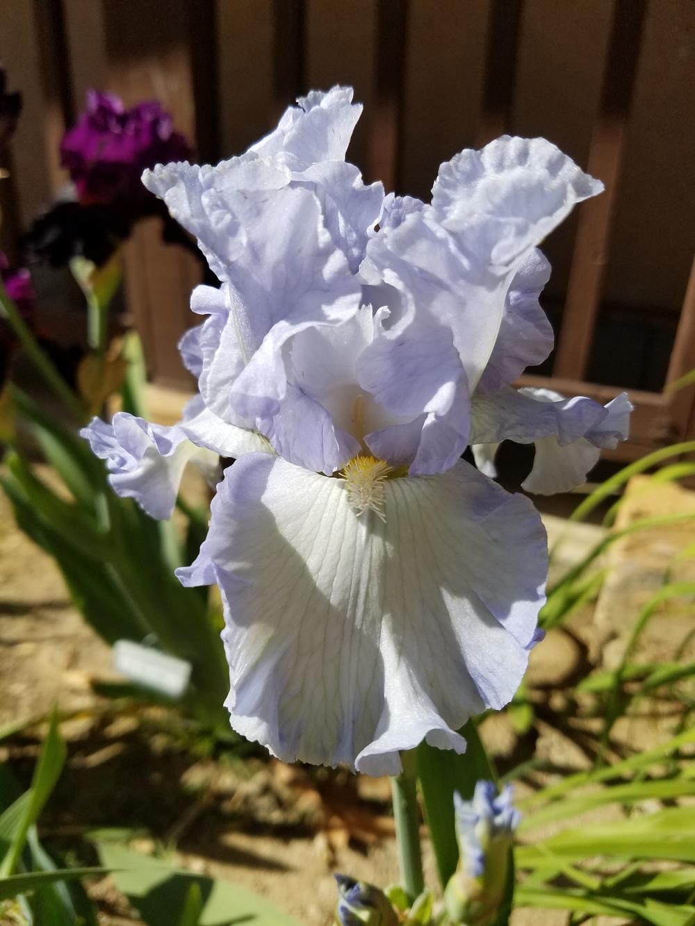 Photo of Tall Bearded Iris (Iris 'Absolute Treasure') uploaded by MZiris