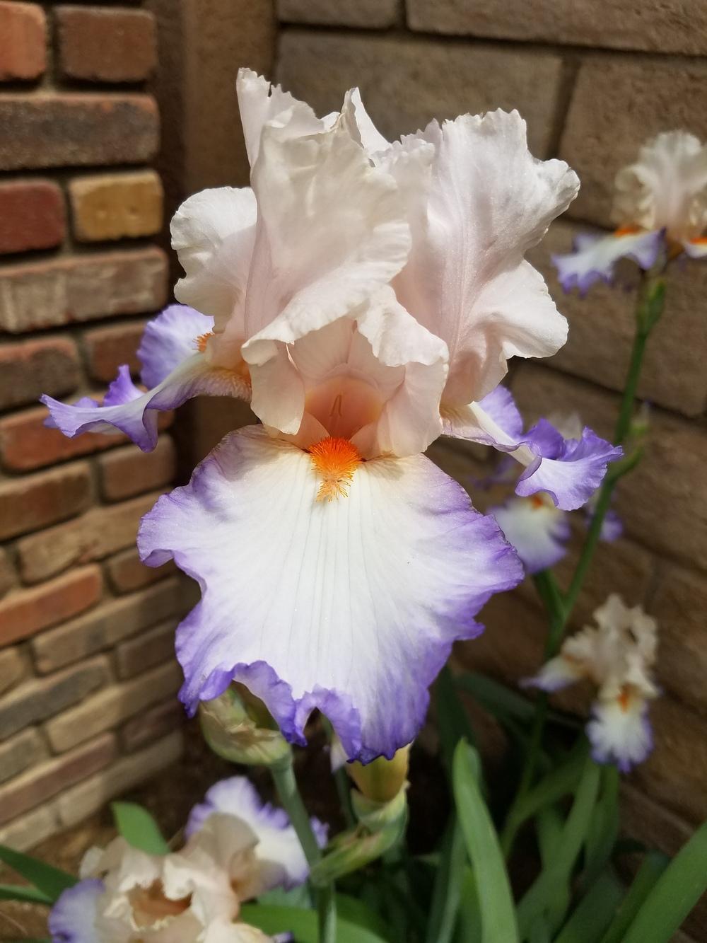 Photo of Tall Bearded Iris (Iris 'Edge of Eden') uploaded by MZiris