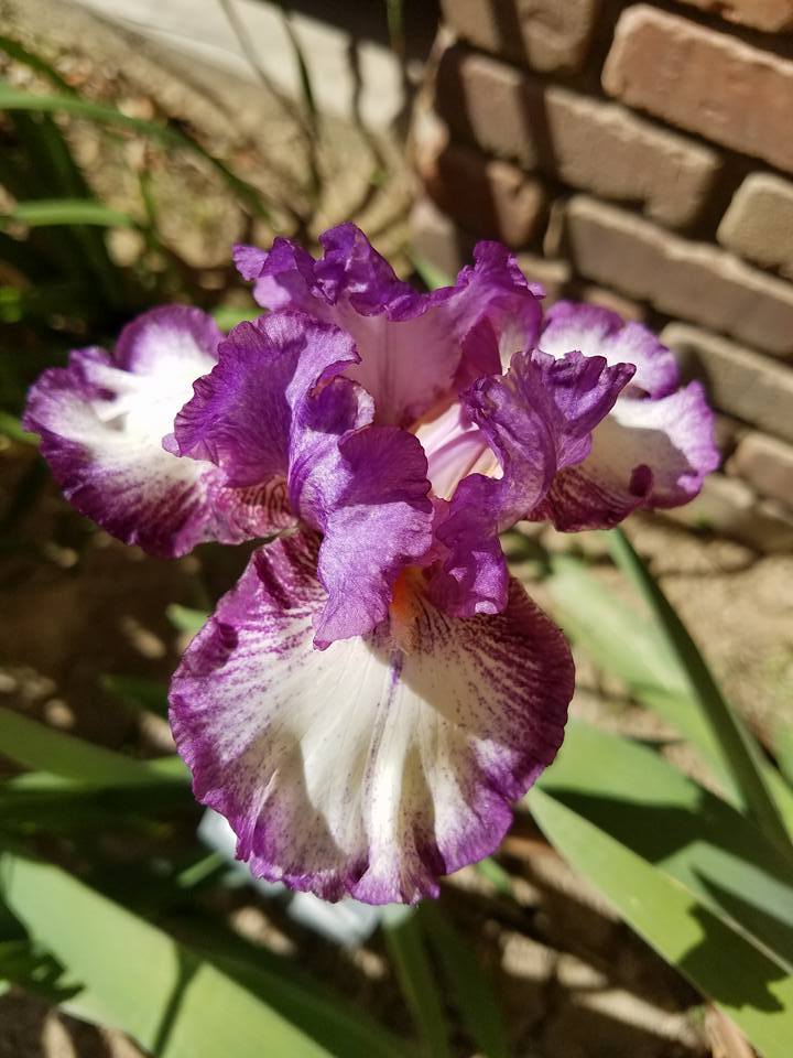 Photo of Tall Bearded Iris (Iris 'Mariposa Autumn') uploaded by MZiris