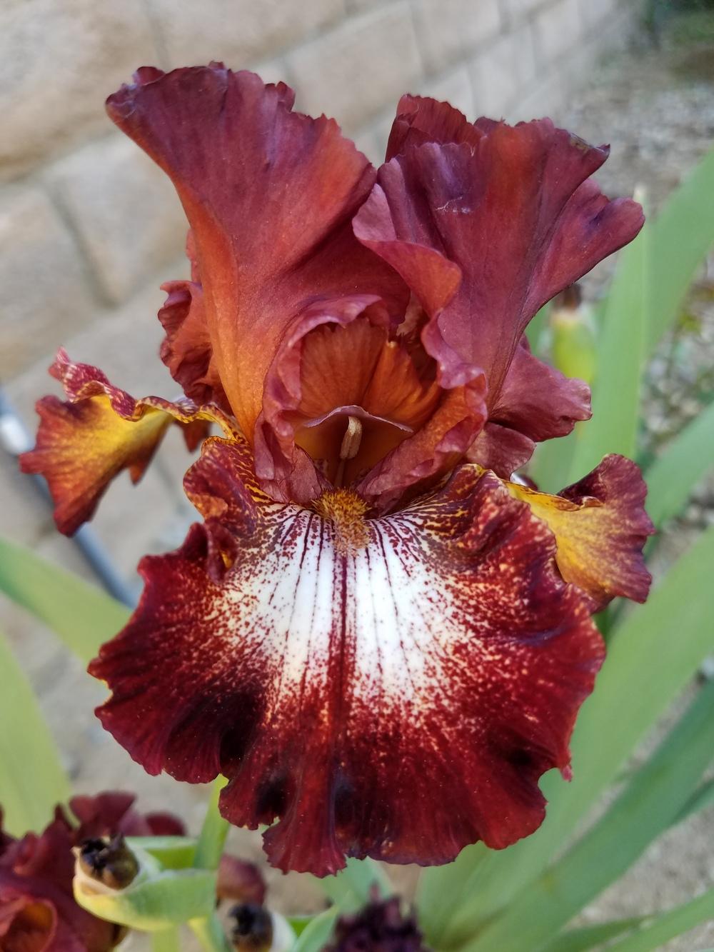 Photo of Tall Bearded Iris (Iris 'Spice Lord') uploaded by MZiris