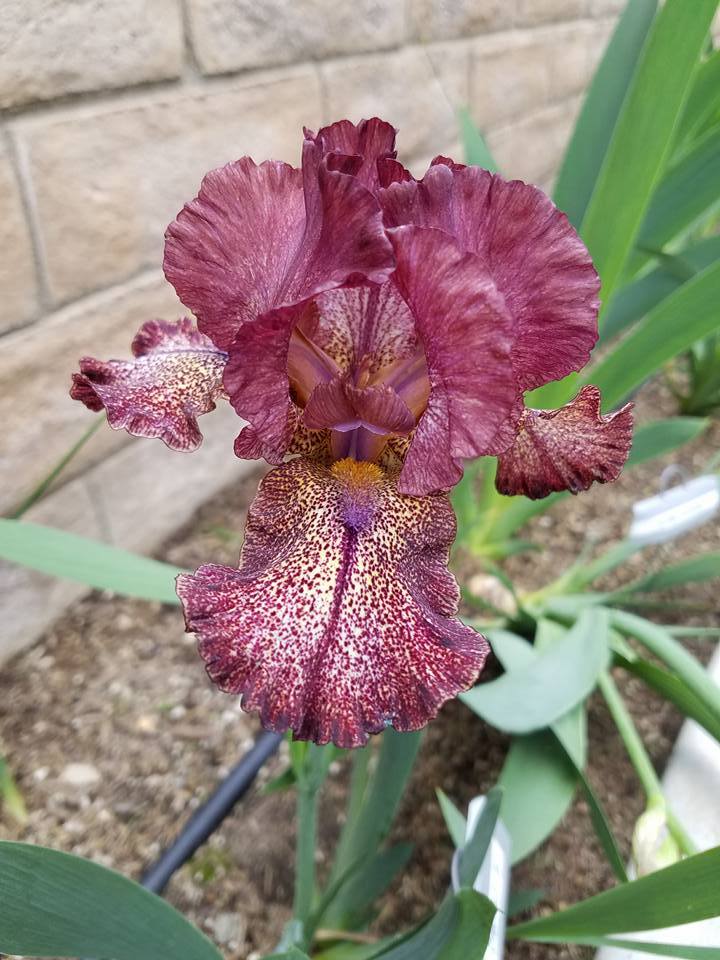 Photo of Intermediate Bearded Iris (Iris 'Starfield') uploaded by MZiris