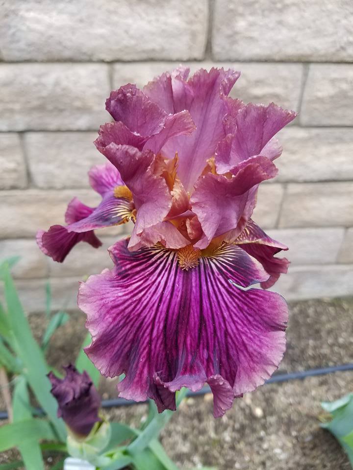 Photo of Tall Bearded Iris (Iris 'Dragon King') uploaded by MZiris