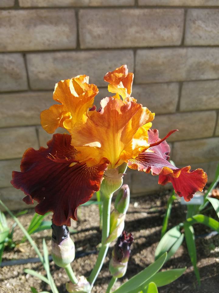 Photo of Tall Bearded Iris (Iris 'Solar Fire') uploaded by MZiris