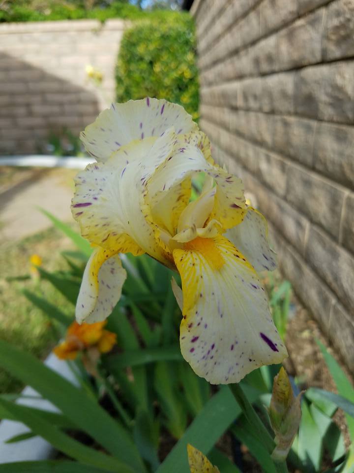 Photo of Border Bearded Iris (Iris 'Minnesota Mixed-Up Kid') uploaded by MZiris