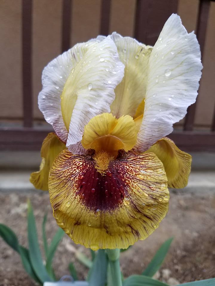 Photo of Arilbred Iris (Iris 'Noble Warrior') uploaded by MZiris