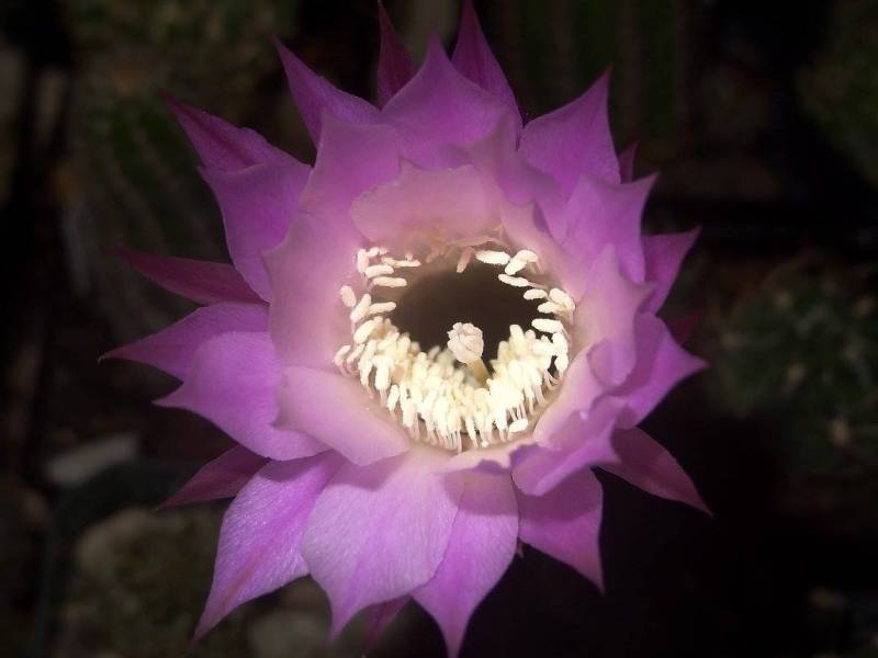 Photo of Sea-Urchin Cactus (Echinopsis oxygona) uploaded by Orsola