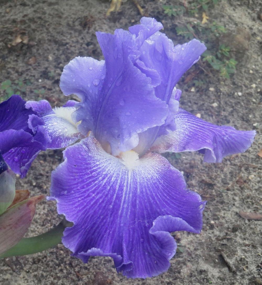 Photo of Tall Bearded Iris (Iris 'Daughter of Stars') uploaded by QHBarbie