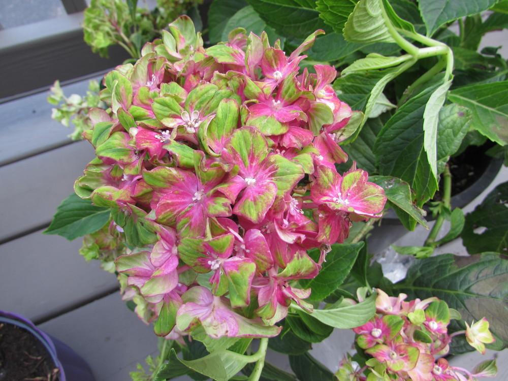 Photo of Mophead Hydrangea (Hydrangea macrophylla Forever & Ever® Pistachio) uploaded by SongofJoy
