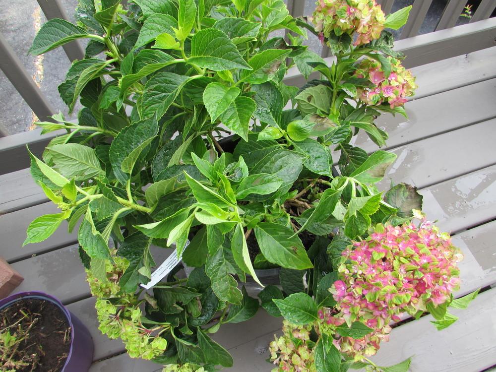 Photo of Mophead Hydrangea (Hydrangea macrophylla Forever & Ever® Pistachio) uploaded by SongofJoy
