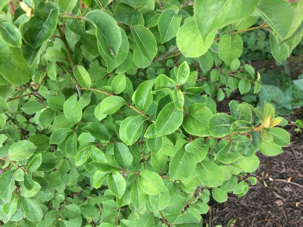 Photo of Blackhaw Viburnum (Viburnum prunifolium) uploaded by nativeplantlover