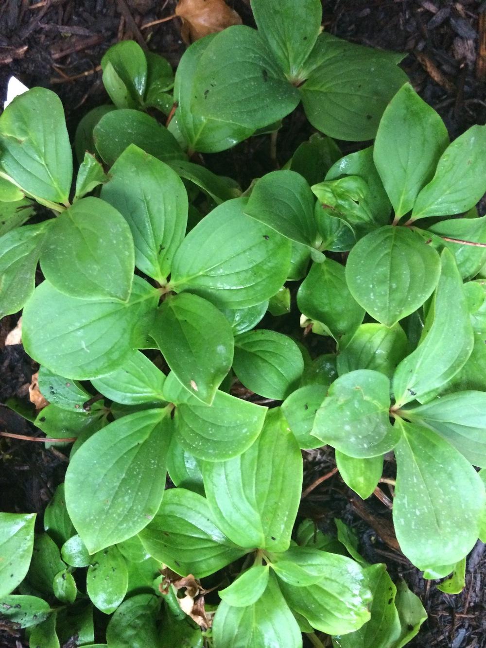 Photo of Bunchberry (Cornus canadensis) uploaded by nativeplantlover
