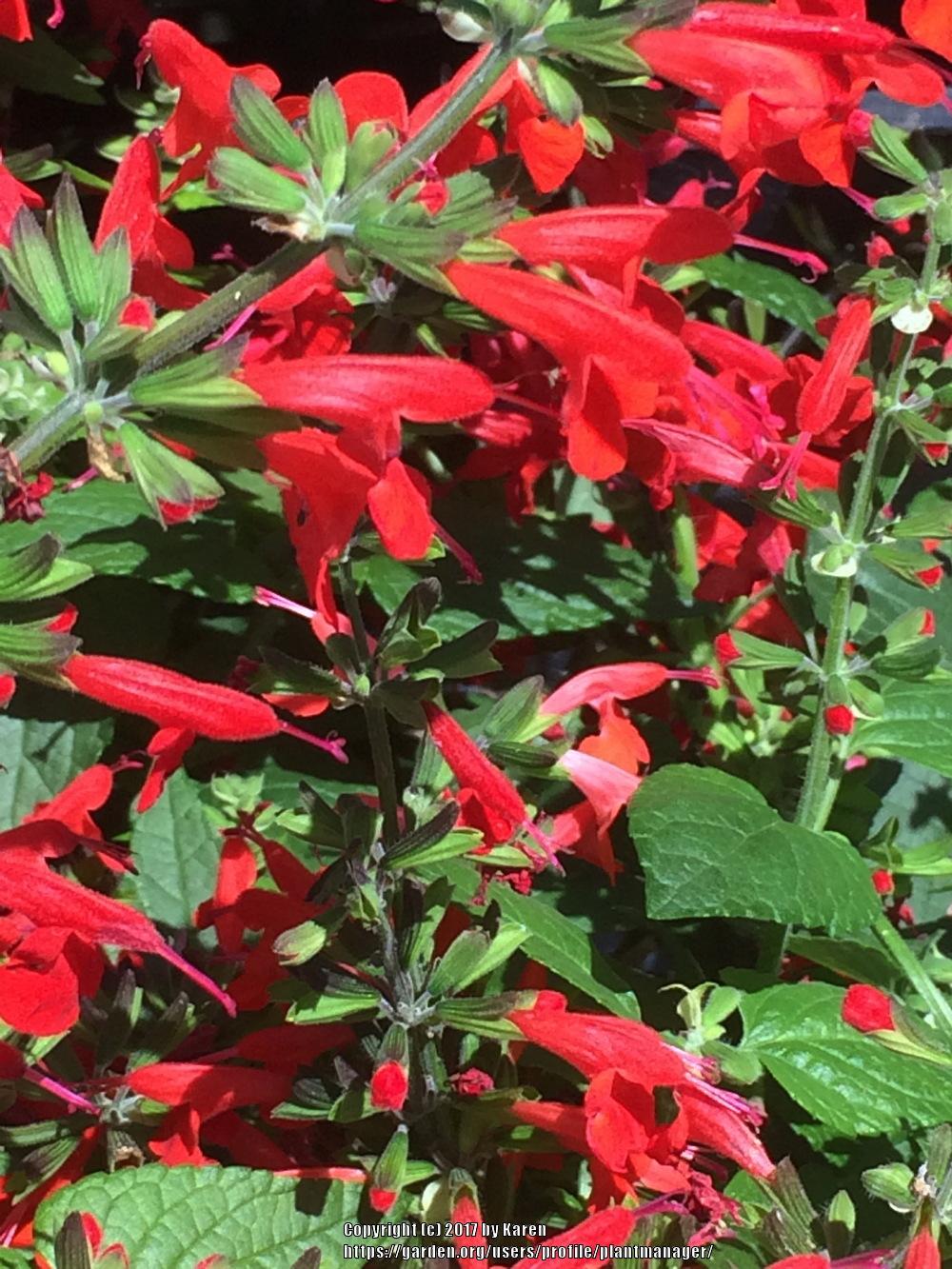 Photo of Salvia (Salvia coccinea Summer Jewel™ Red) uploaded by plantmanager