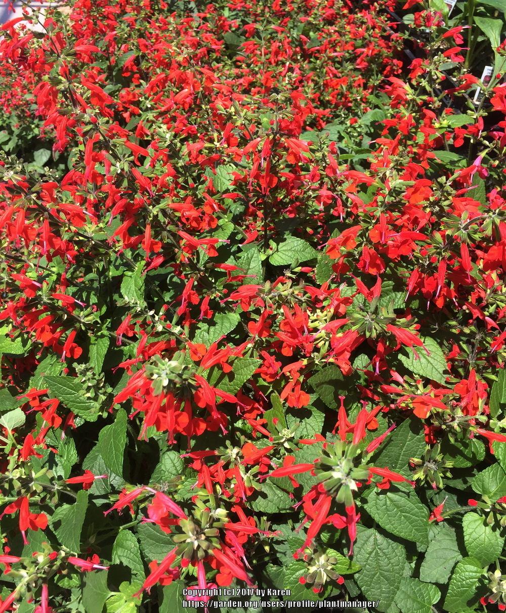 Photo of Salvia (Salvia coccinea Summer Jewel™ Red) uploaded by plantmanager