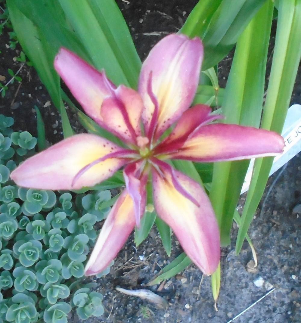 Photo of Lily (Lilium 'Strawberry Custard') uploaded by stilldew