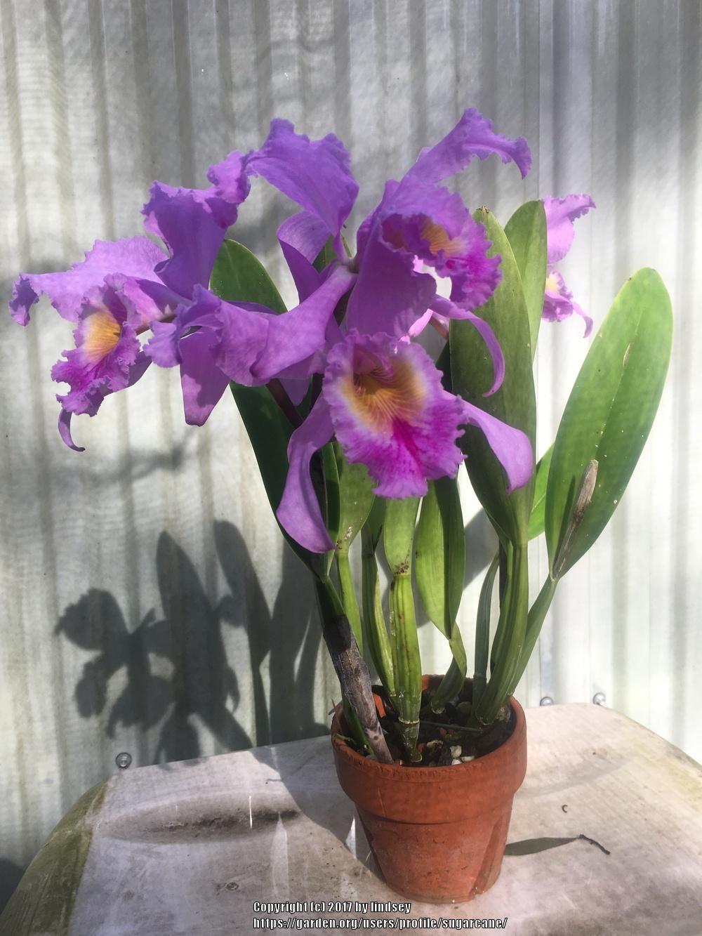 Photo of Orchid (Cattleya gaskelliana) uploaded by sugarcane