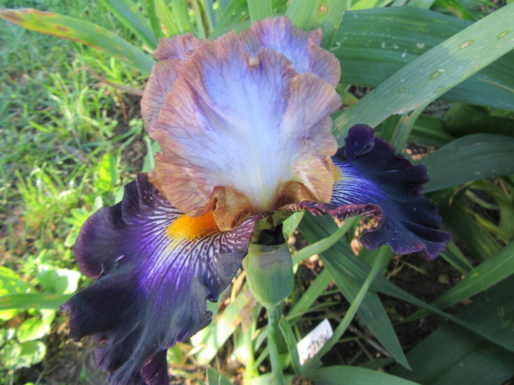 Photo of Tall Bearded Iris (Iris 'Mixed Signals') uploaded by tveguy3