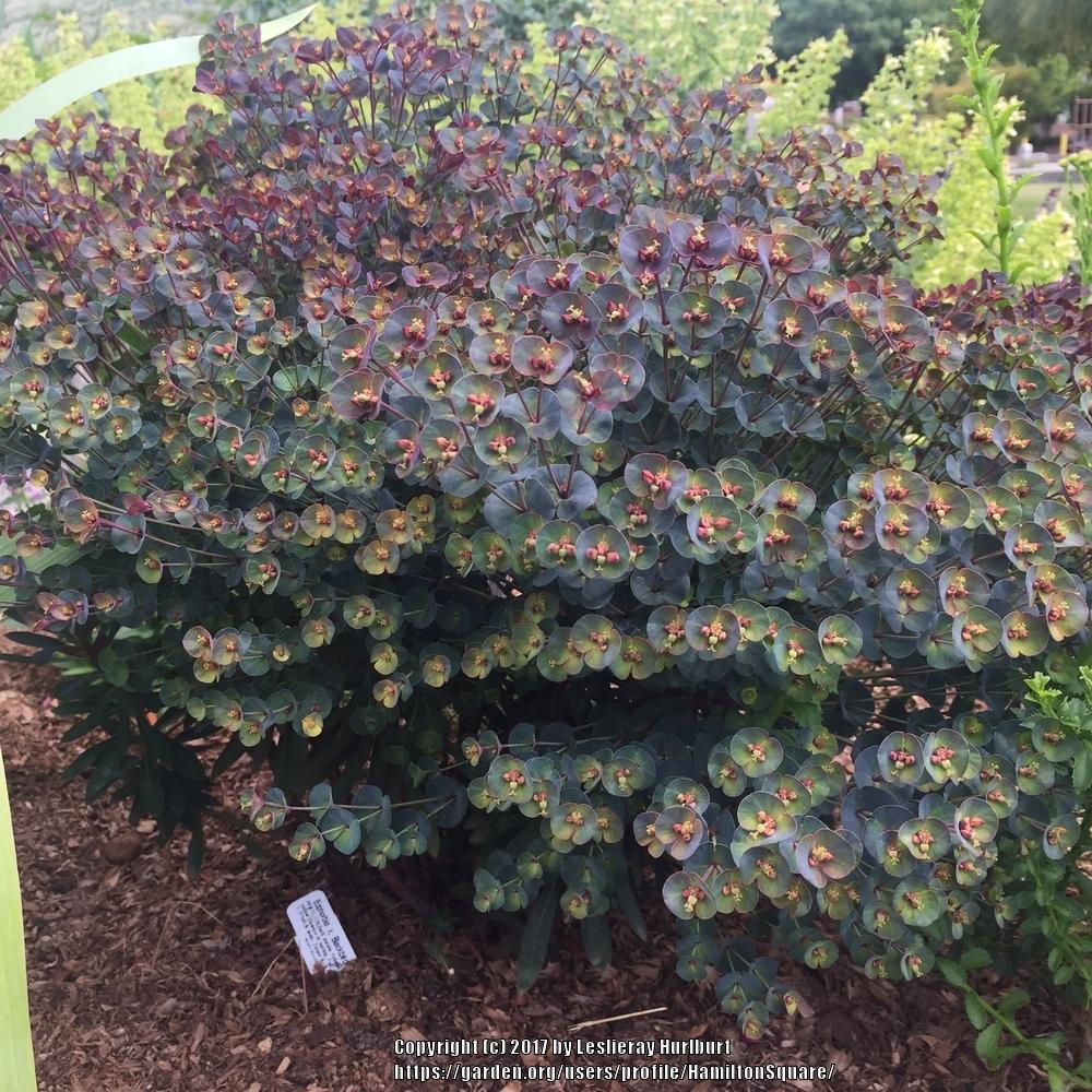 Photo of Euphorbia (Euphorbia x martini Blackbird) uploaded by HamiltonSquare