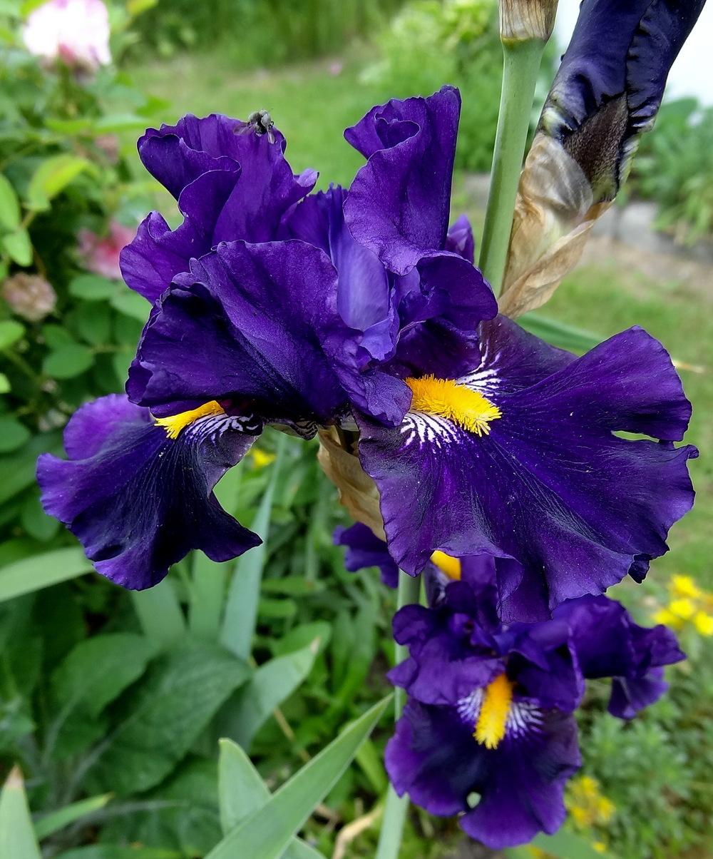 Photo of Border Bearded Iris (Iris 'Lady of the Night') uploaded by Orsola