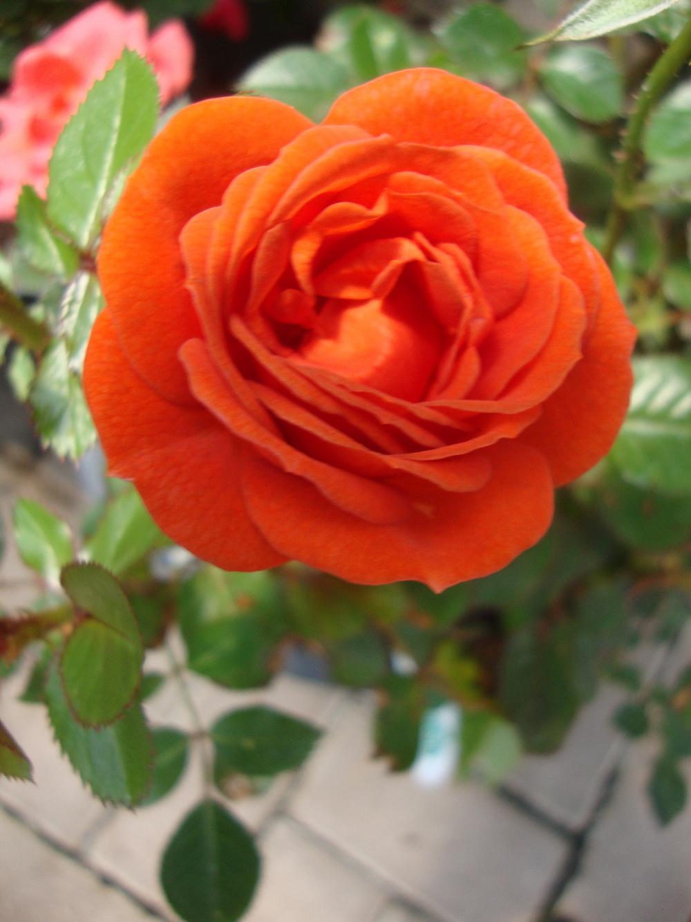 Photo of Rose (Rosa 'All a'Twitter') uploaded by Paul2032