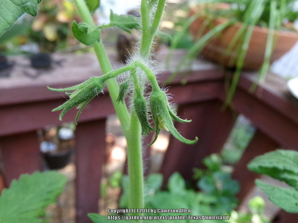 Photo of Tomatoes (Solanum lycopersicum) uploaded by TexasPlumeria87