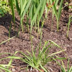 Location: My 6b garden
Date: 2017-06-10
New for 2017 from Northern Lights Daylilies.