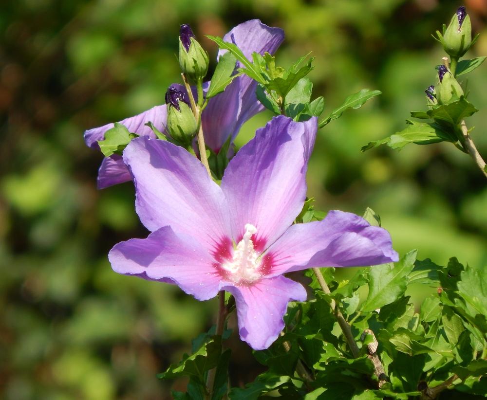 Photo of Rose of Sharon (Hibiscus syriacus Azurri Blue Satin™) uploaded by beenthere