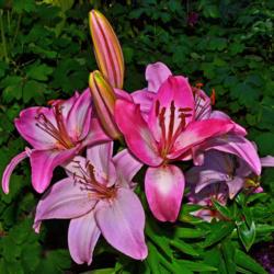 Location: Fellows Riverside Gardens, Youngstown, Ohio
Date: 2017-06-16
Lilium - Tiny Todd - Asiatic Lily 002