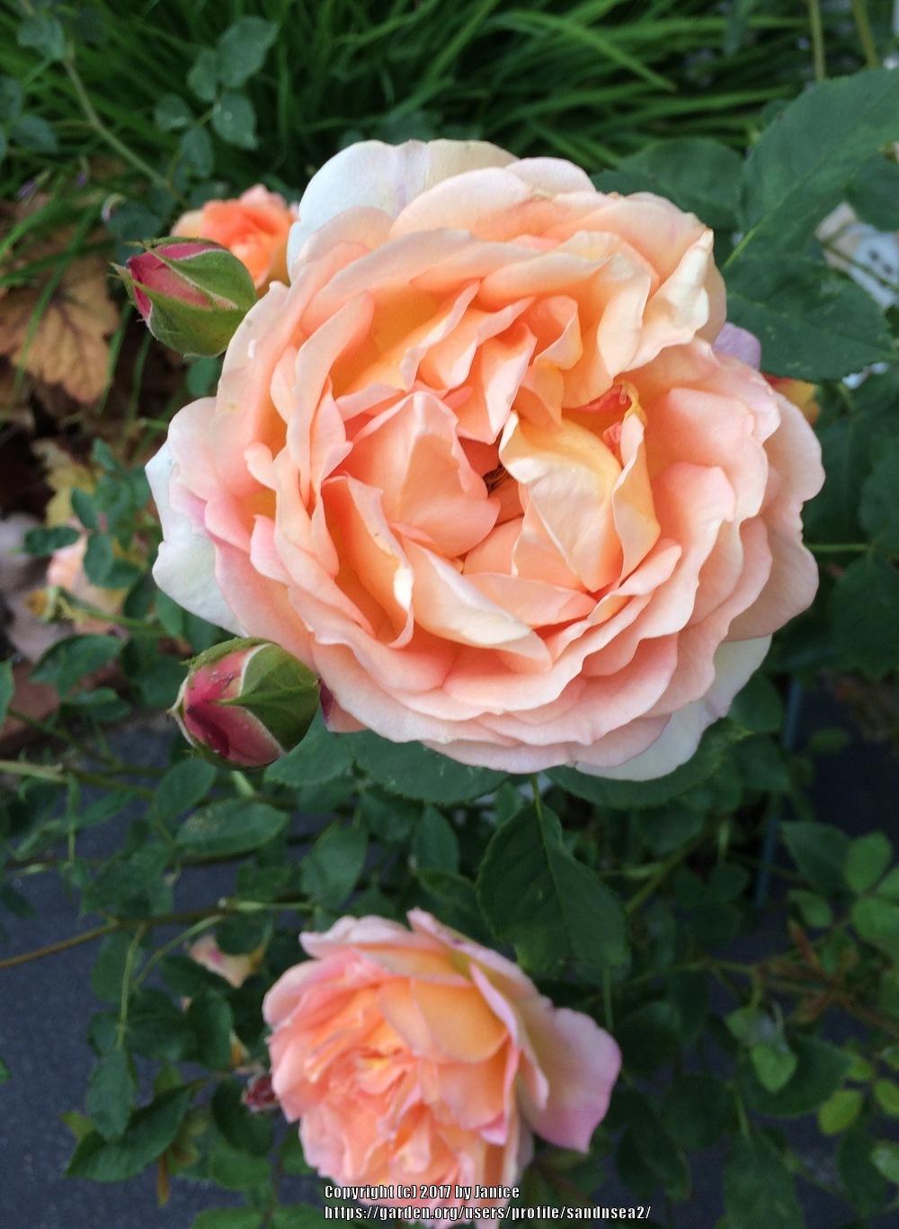 Photo of English Shrub Rose (Rosa 'Lady of Shalott') uploaded by sandnsea2