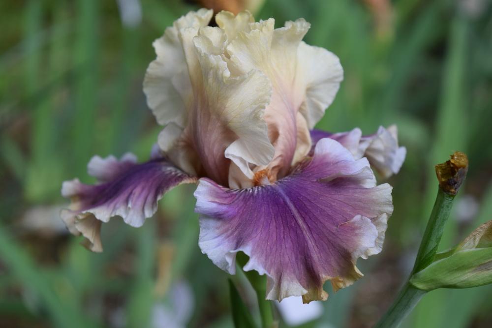 Photo of Tall Bearded Iris (Iris 'Smoke and Thunder') uploaded by Dachsylady86