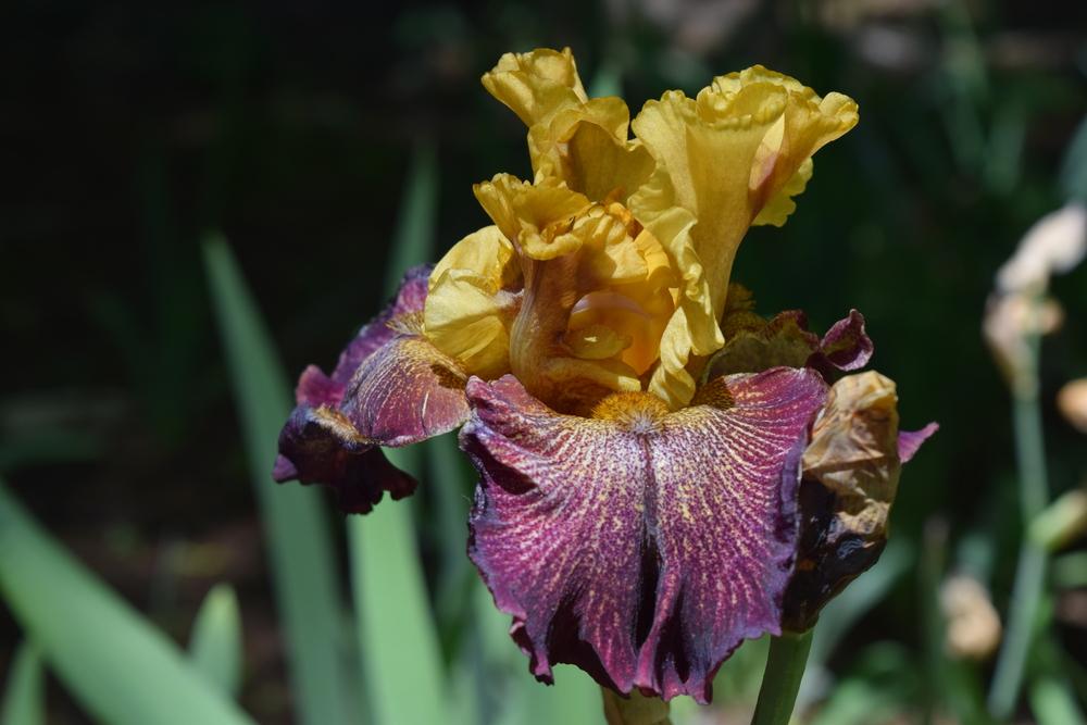 Photo of Tall Bearded Iris (Iris 'Raining Cats and Dogs') uploaded by Dachsylady86