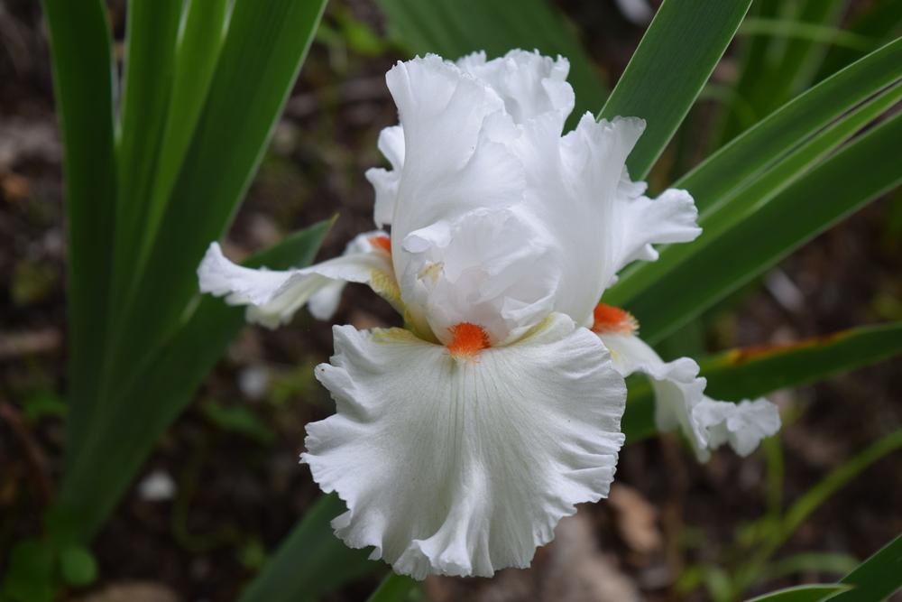 Photo of Tall Bearded Iris (Iris 'Nordica') uploaded by Dachsylady86