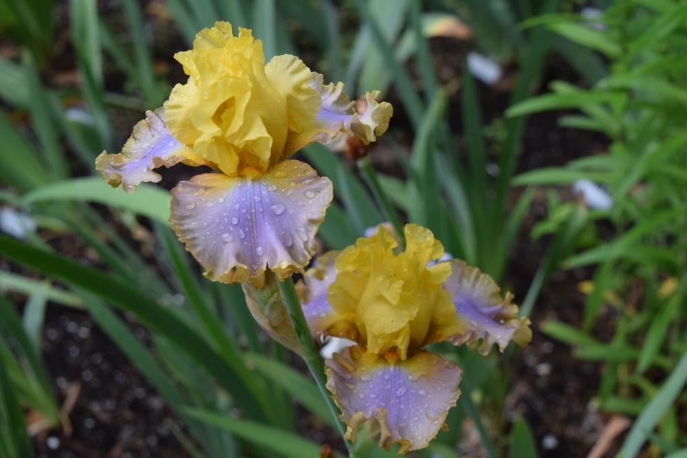 Photo of Tall Bearded Iris (Iris 'Catwalk Queen') uploaded by Dachsylady86