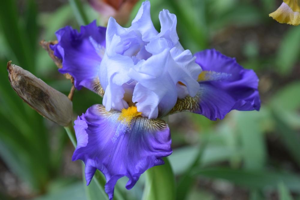 Photo of Tall Bearded Iris (Iris 'Sweet Serenity') uploaded by Dachsylady86