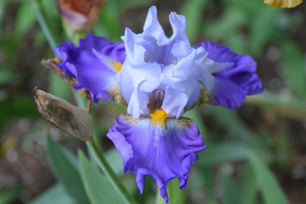 Photo of Tall Bearded Iris (Iris 'Sweet Serenity') uploaded by Dachsylady86
