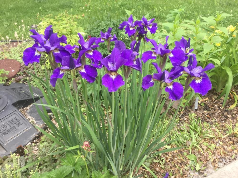 Photo of Siberian Iris (Iris 'Caesar's Brother') uploaded by DebbieC
