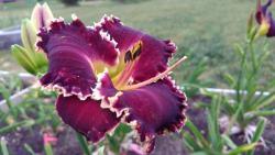 Thumb of 2017-06-17/DogsNDaylilies/7df125