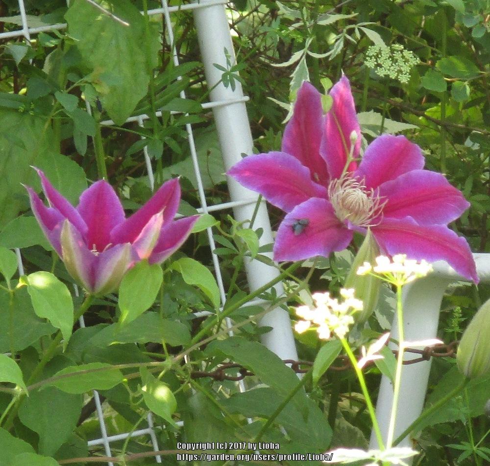 Photo of Clematis 'Dr. Ruppel' uploaded by Lioba