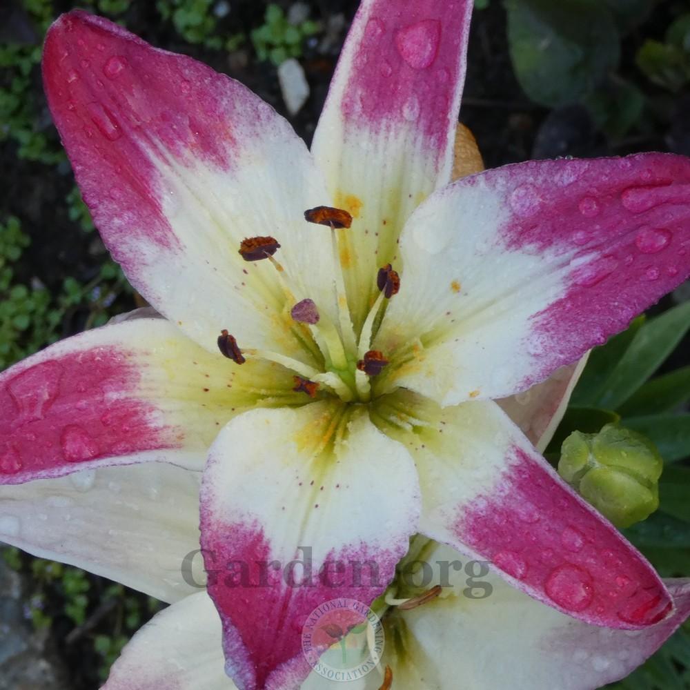 Photo of Lily (Lilium 'Lollypop') uploaded by Patty