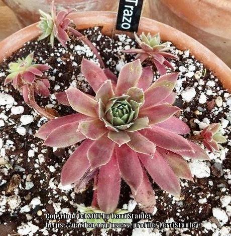 Photo of Hen and Chicks (Sempervivum 'Trazo') uploaded by TerriStanley