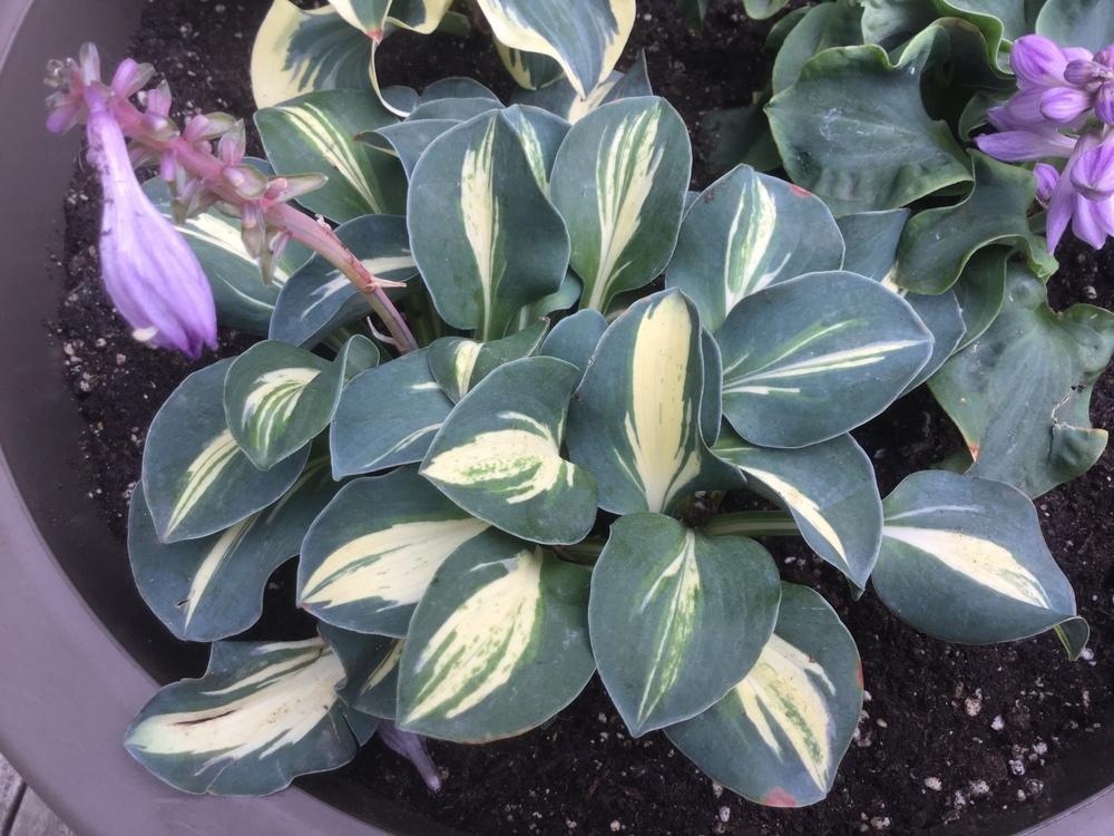 Photo of Hosta 'Holy Mouse Ears' uploaded by DebbieC