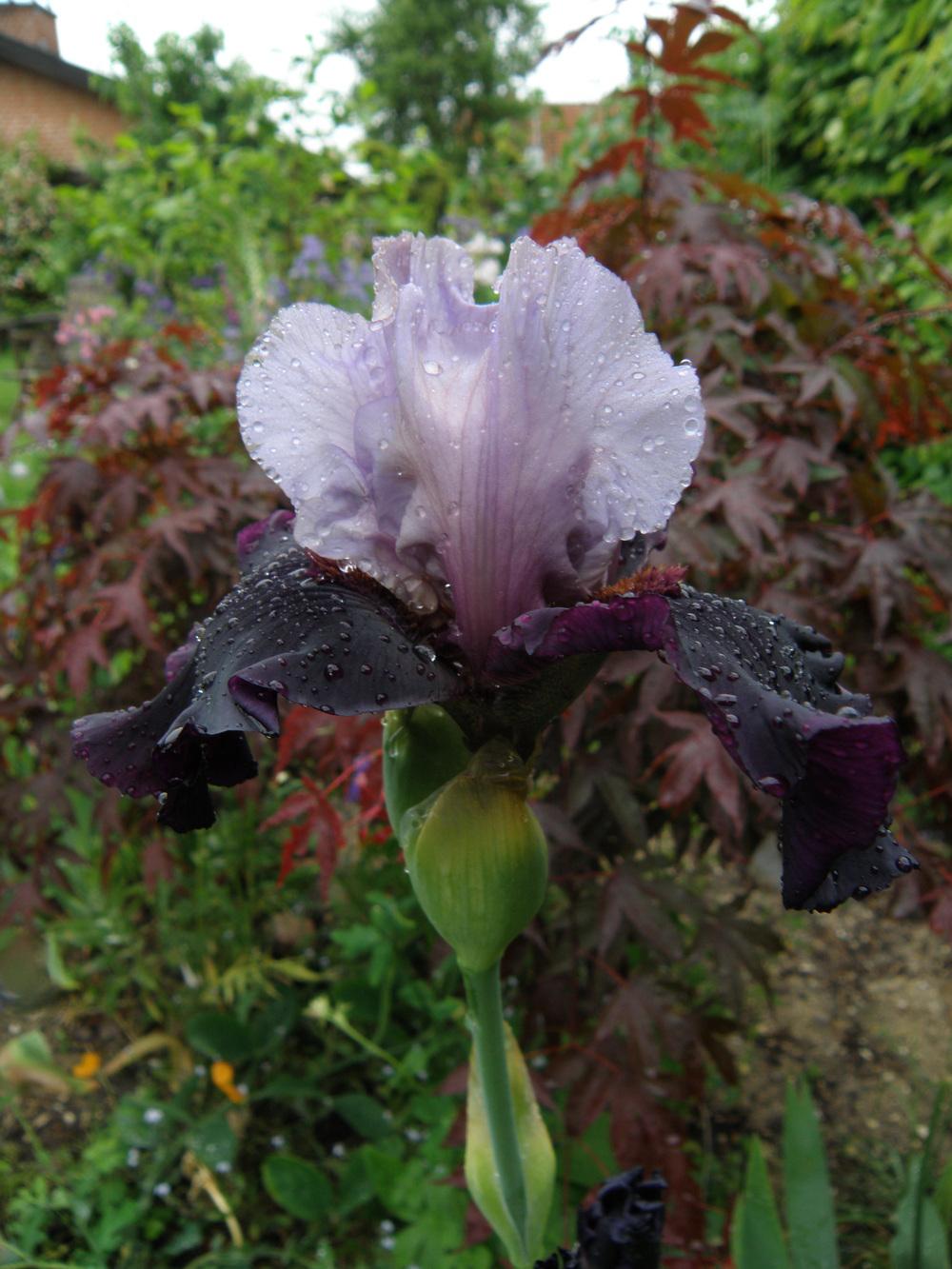 Photo of Tall Bearded Iris (Iris 'Evening Drama') uploaded by IrisLilli
