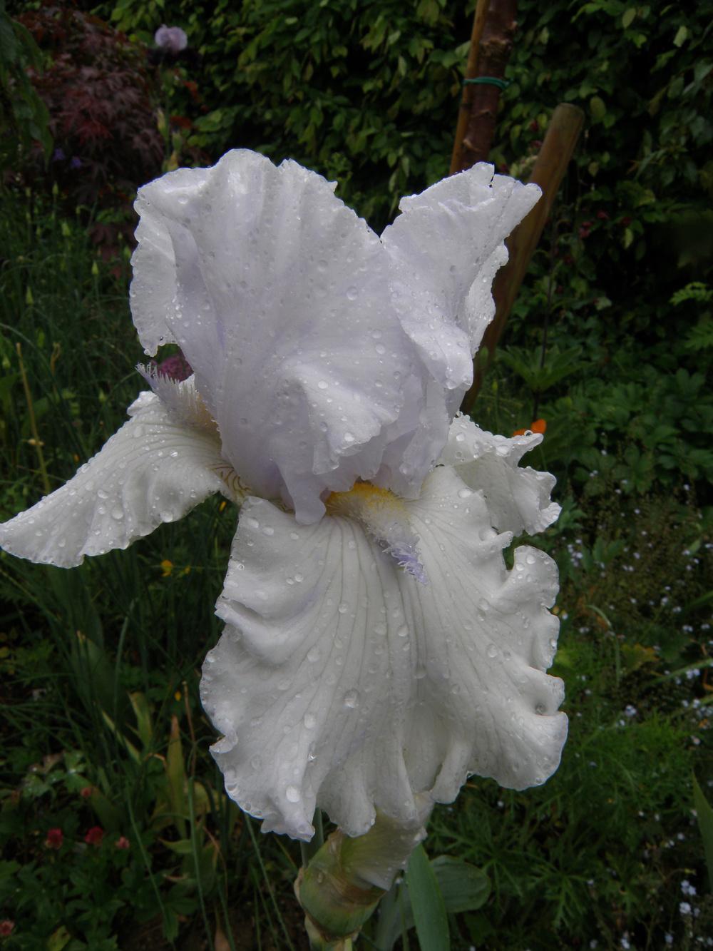 Photo of Tall Bearded Iris (Iris 'Alabaster Unicorn') uploaded by IrisLilli
