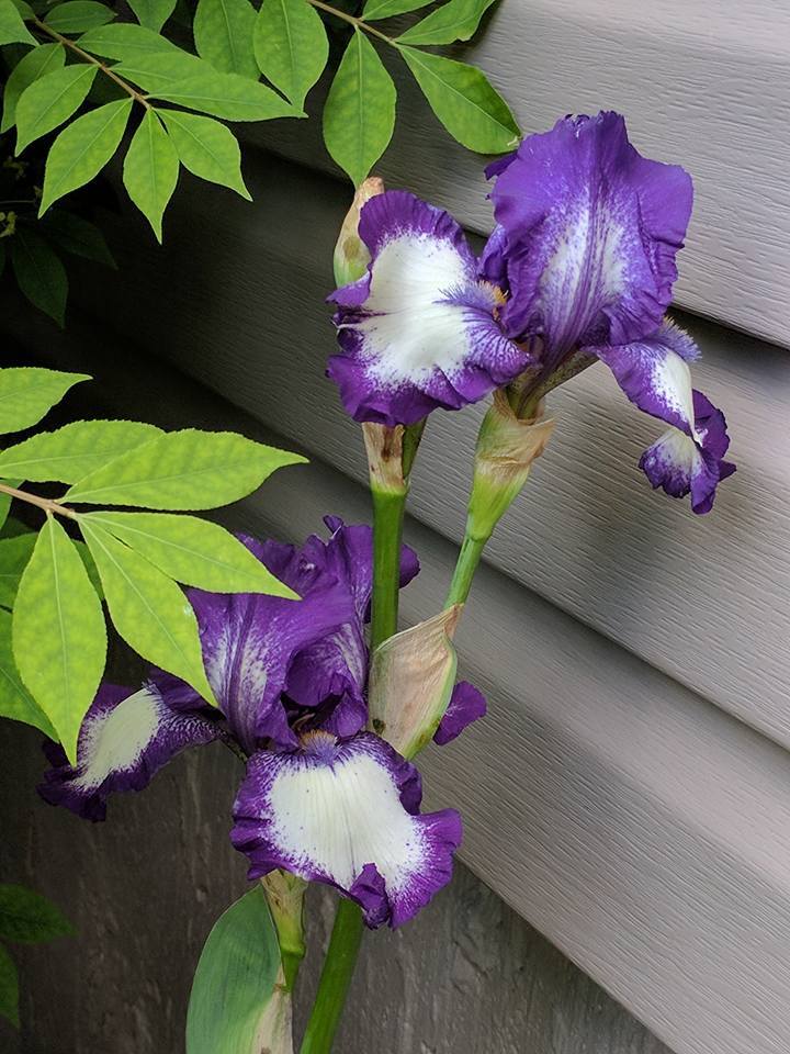 Photo of Tall Bearded Iris (Iris 'Stepping Out') uploaded by JLWilliams