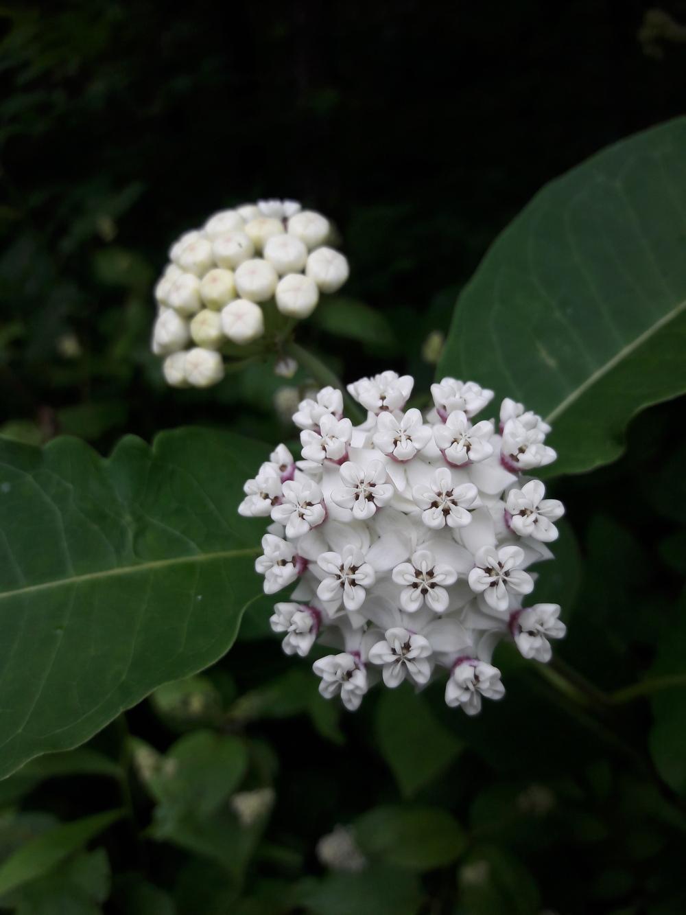 Photo of Redring Milkweed (Asclepias variegata) uploaded by Phytodiscovery