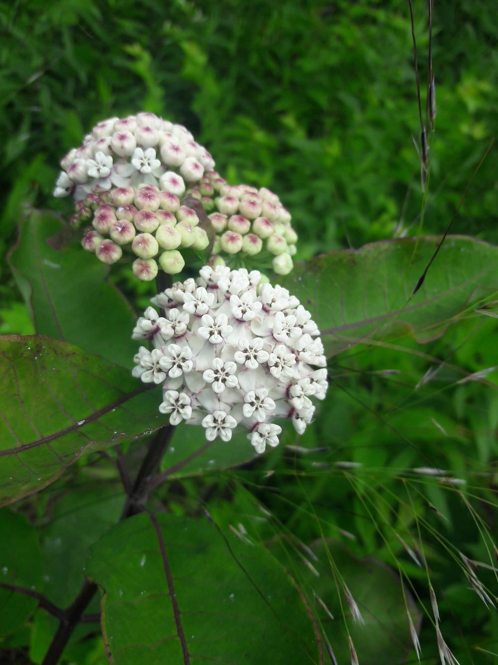 Photo of Redring Milkweed (Asclepias variegata) uploaded by Phytodiscovery