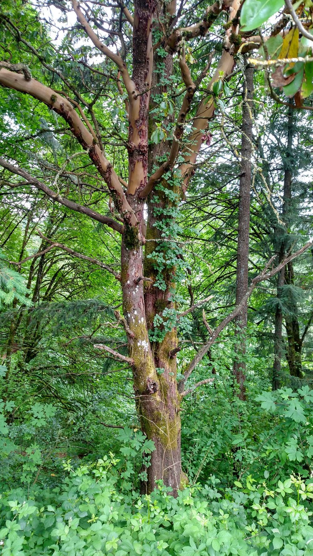 Photo of Pacific Madrone (Arbutus menziesii) uploaded by Toni